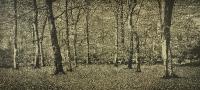 The Beech Wood I by Trevor Price RE